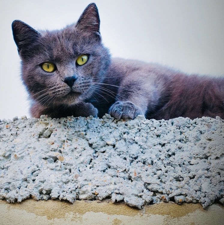 Chat gris étendu sur du béton