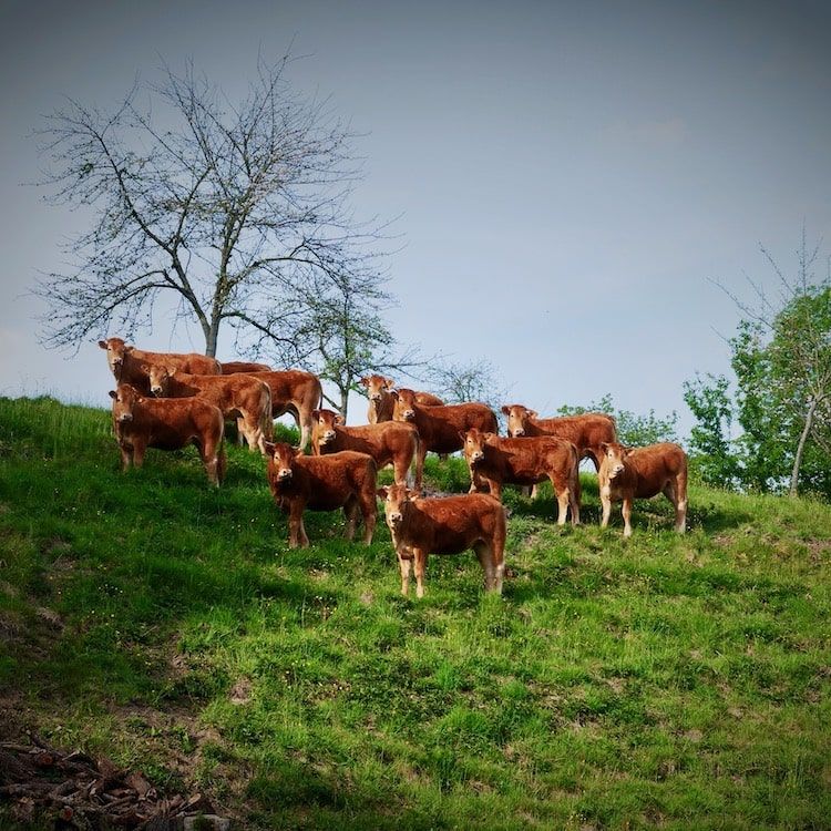 Vaches sur une petite colline