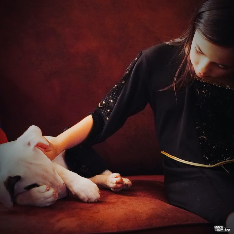 Bull Terrier chiot. Photographe Normandie.