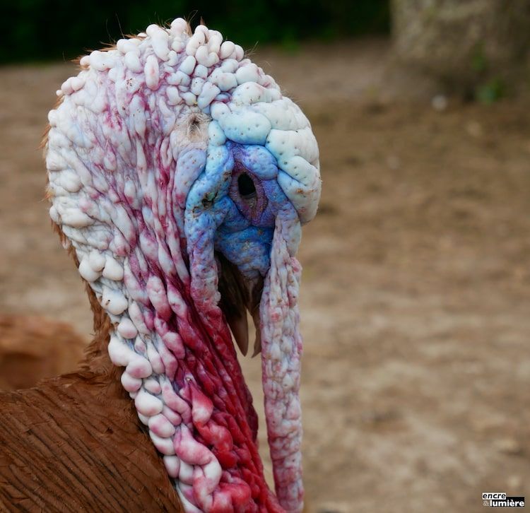 Tête de dindon, vue de profil, avec du rouge, du bleu et du blanc.