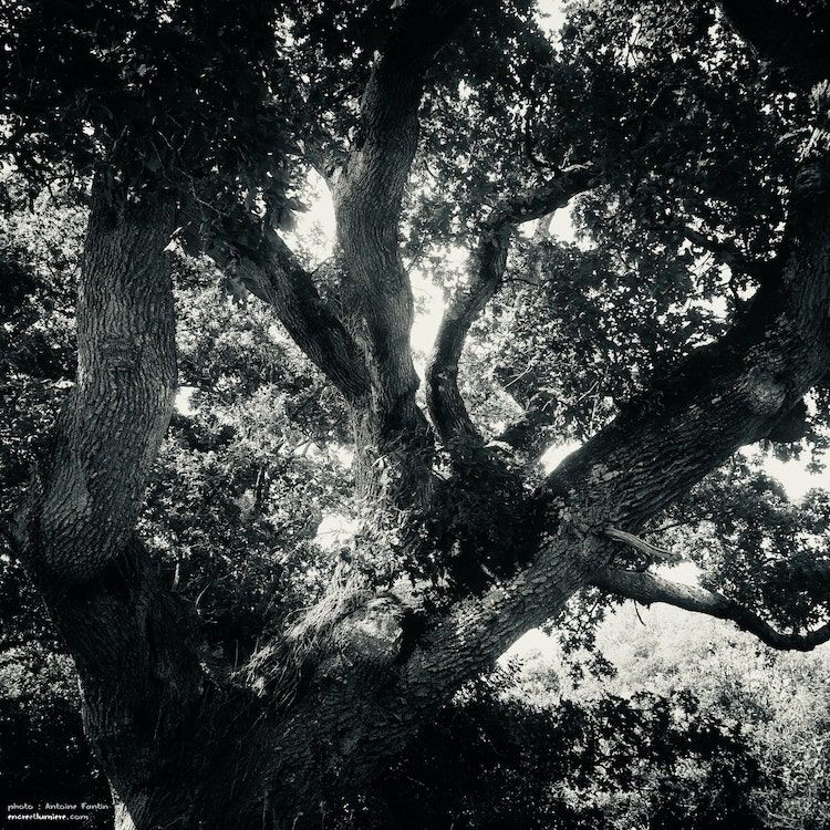 Arbre de Merlin, forêt de Brocéliande. 