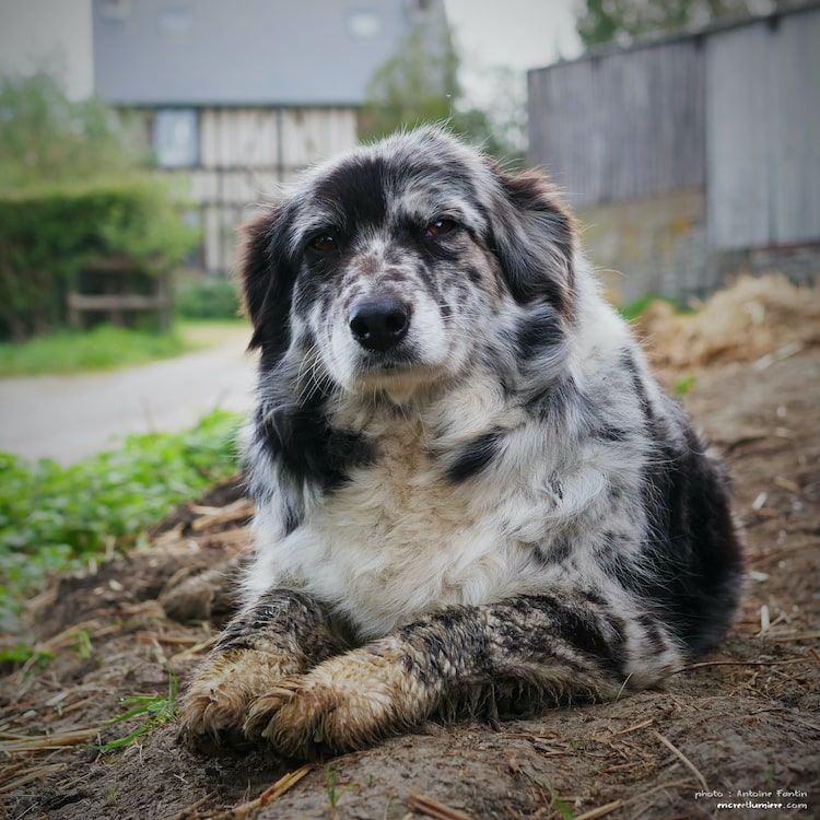 Berger Australien. Chien de ferme mais classe. Photographe Normandie.
