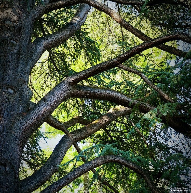 Cèdre bleu, branchage. Photographe normandie.