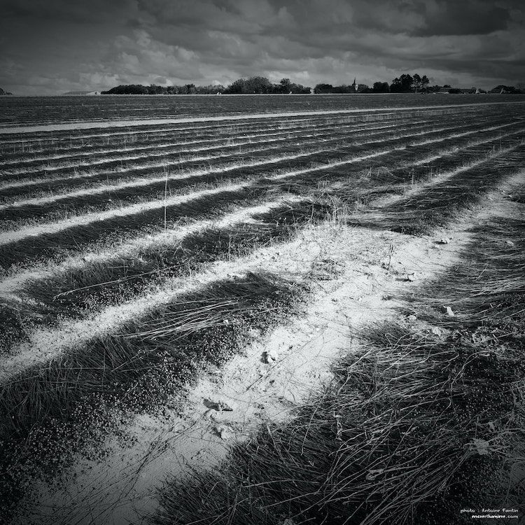 Champs de lin avec village au loin en Normandie, photo noir et blanc.