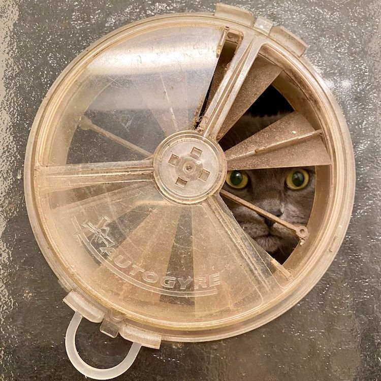 Tête d'un chat regardant depuis un autogyre