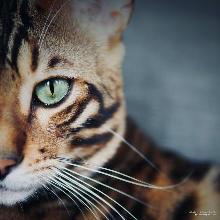 Chat Bengal : photo de face. 