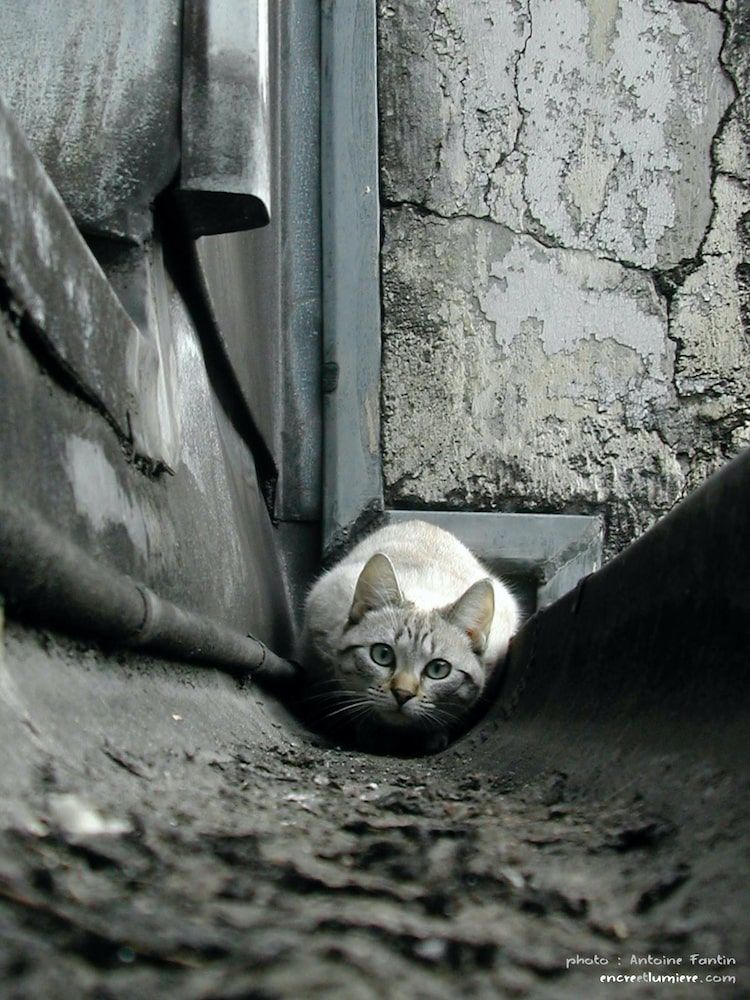 Chat blanc dans une gouttière à Paris. Photo : Antoine Fantin.