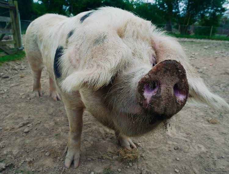 Cochon bélier (?)