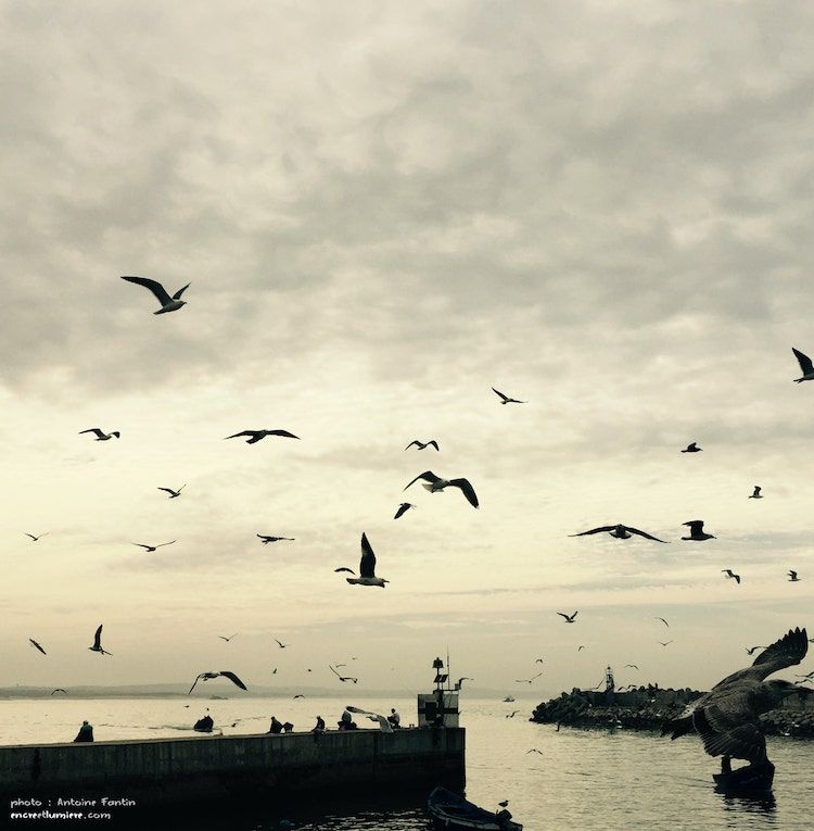 Essaouira, le port : photo du port avec les mouettes.