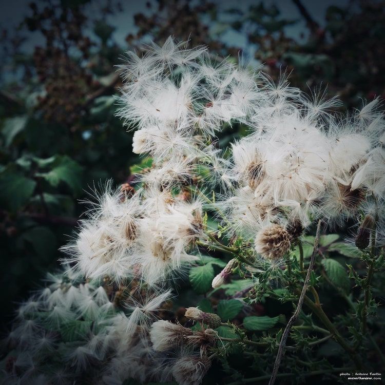 Fleurs des champs, fleurs sauvages en Normandie.