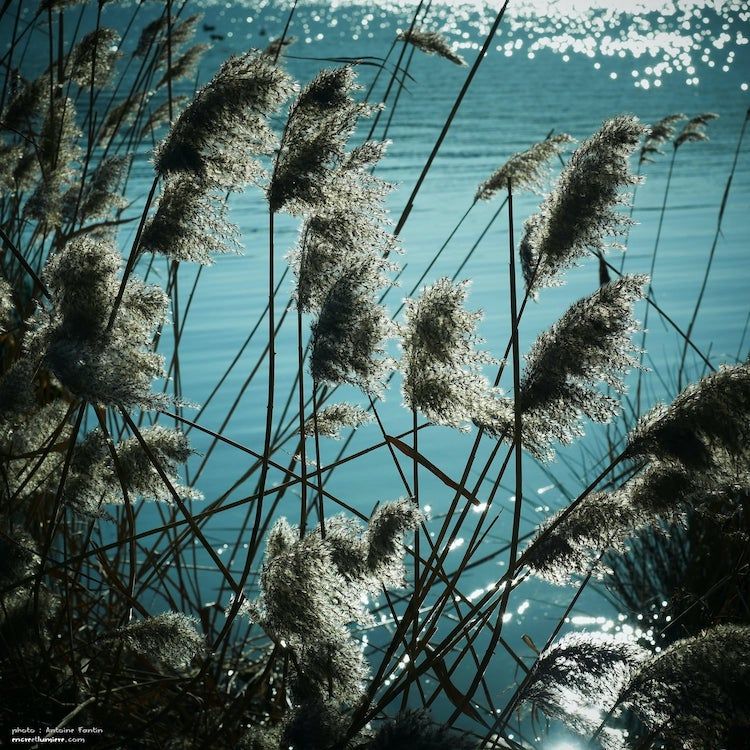 Lac de Pont l'Évêque, Terre d'Auge. Photo de roseaux avec scintillements à la surface de l'eau.