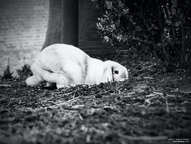 Lapin bélier blanc rampant dans le jardin des Sœurs Pinard.
