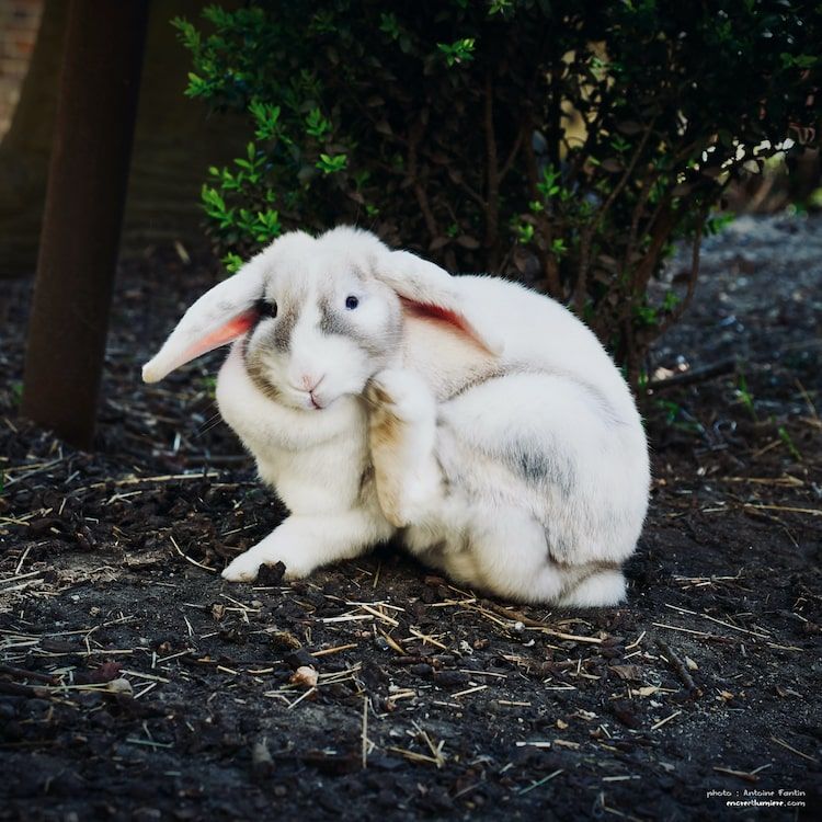 Lapin bélier blanc qui se gratte l'oreille.