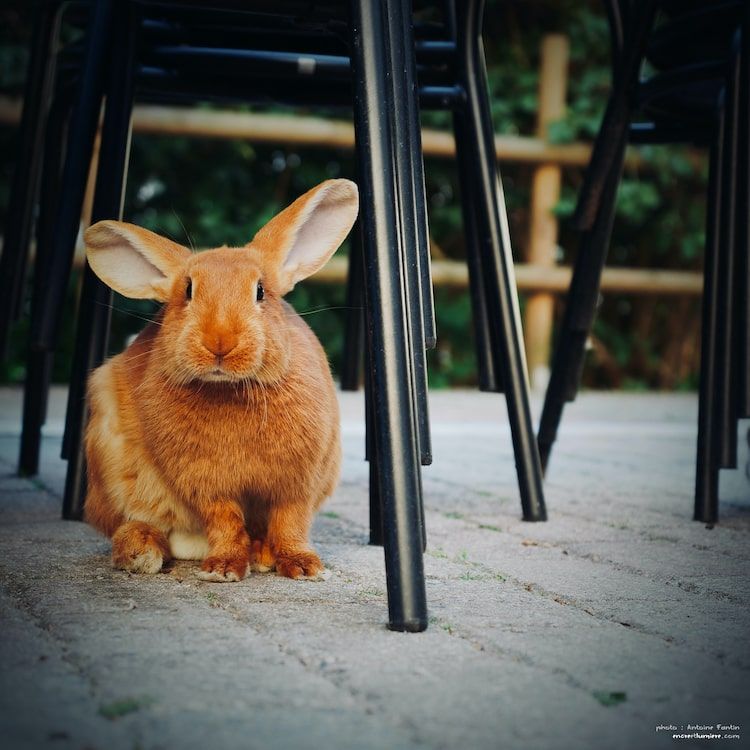 Lapin marron dans le bar Les Sœurs Pinard sous des chaises de jardin empilées. 