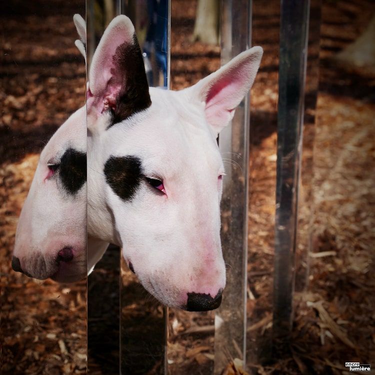 Bull Terrier chiot. Photographe Normandie.