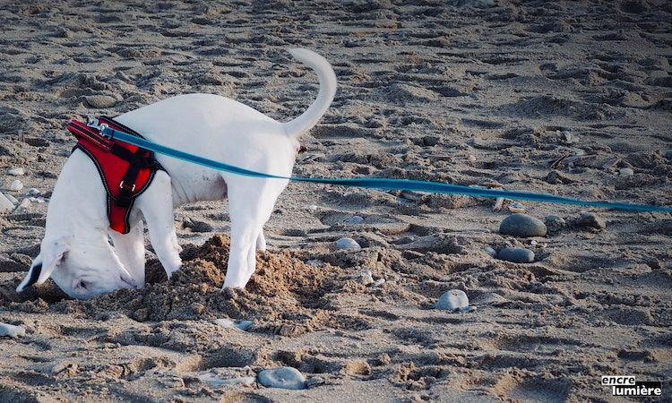 Bull Terrier chiot. Photographe Normandie.