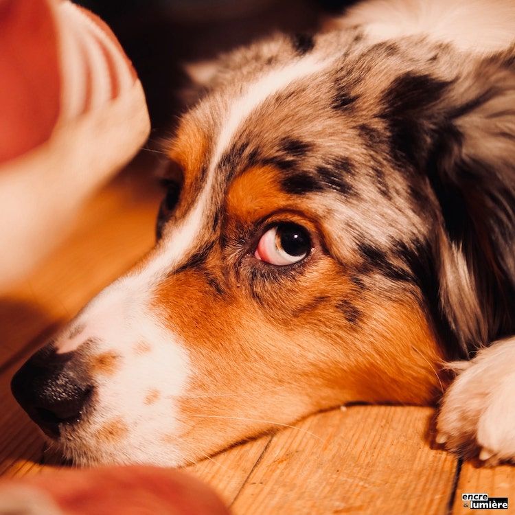 Chien regardant du coin de l'oeil