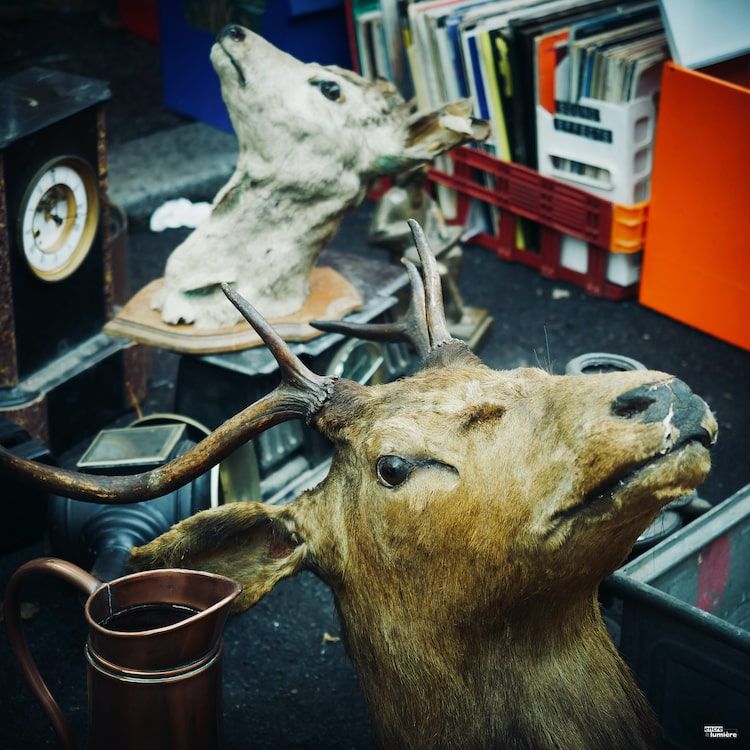 tête de cerfs, brocantes, vide-grenier, foire à tout - Antoine Fantin