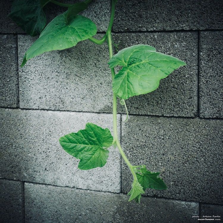 Pousse verte sur un mur en parpaing gris. 
