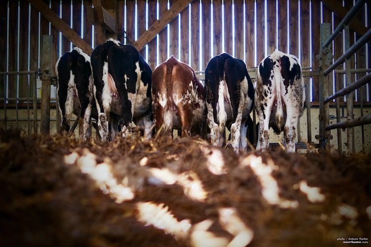 Vaches de dos dans une étable. Photographe Normandie.