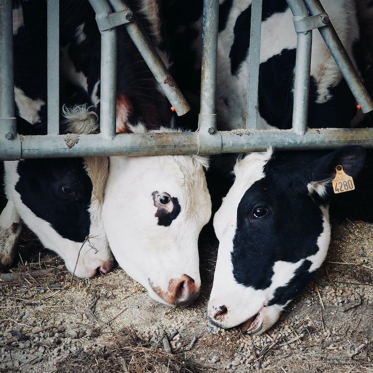 Têtes de vaches sortant de leur enclos pour manger. Photographe Normandie.