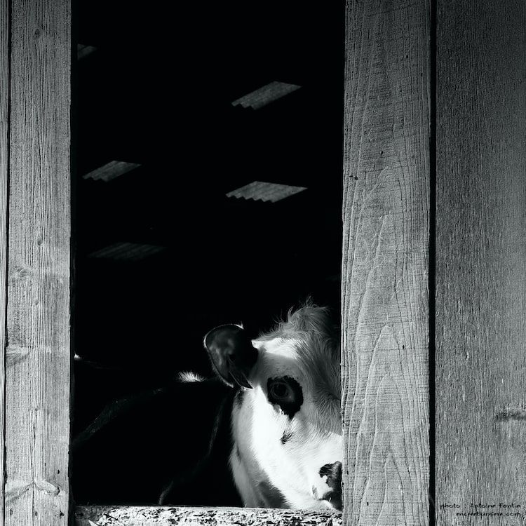 Vache-concierge : tête de vache dépassant d'une grange comme si elle surveillait. Photographe Normandie.